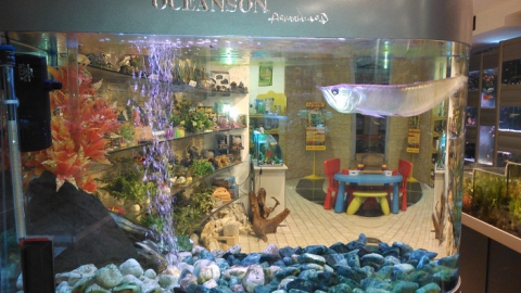 Dai pesci rossi a quelli tropicali da 3mila euro: i segreti degli acquari