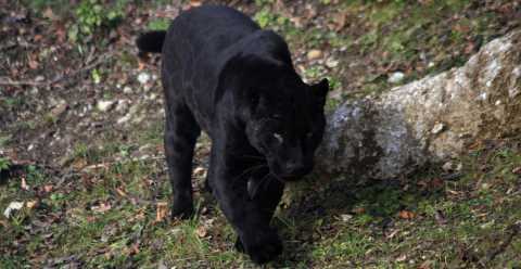 Pantera nera a Bari, l'esperto:  nata in cattivit, il suo comportamento  imprevedibile