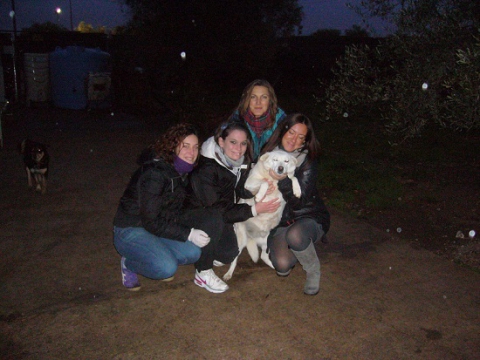 Randagi: in Puglia situazione al limite, ma a Giovinazzo c'� un'isola felice