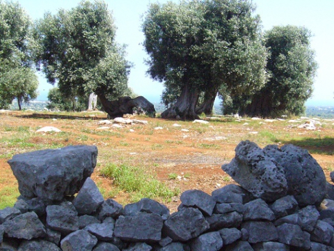 Ulivi secolari, arriva il colpo mortale: niente pi� paletti all'espianto