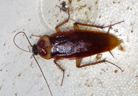 Bari attende l'invasione delle blatte: �In alcuni rioni tombini fatti male�