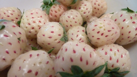 I frutti ibridi? Aprium, grapple e metis. Ma anche il limone è un incrocio