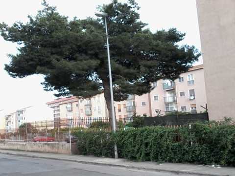 Contro tutto il condominio ferma l'abbattimento di un albero: cosa dice la legge