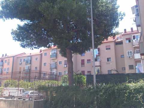 San Paolo,  battaglia per evitare l'abbattimento del pino: interviene anche l'assessore 