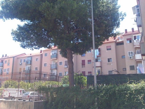 San Paolo, è battaglia per evitare l'abbattimento del pino: interviene anche l'assessore