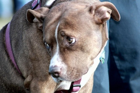 Vuoi un cane ma non lo puoi tenere in casa? C'� l'adozione a distanza