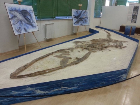 La balenoptera: giace dimenticato il fossile del pi� grande animale barese