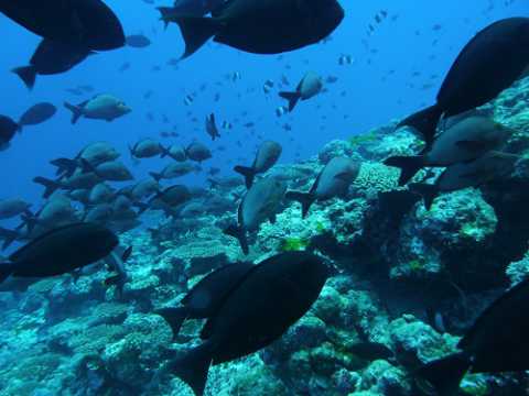 Nuovi animali e surriscaldamento: l'Adriatico sempre pi mare tropicale