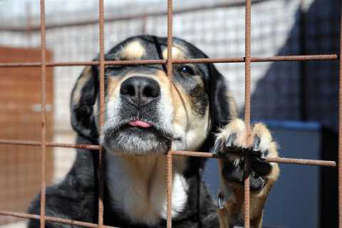 Palo del Colle, il Comune offre 2.100 euro a chi adotta un cane randagio