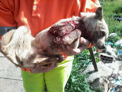 Grumo, cane agonizza al mercato: �Dissanguato tra l'indifferenza dei passanti�