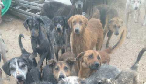Ernie, tumori e rogna: ritrovati in campagna 80 cani in fin di vita 