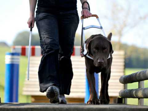 Cani per non vedenti: pochi, prescelti e in prestito. A Bari e provincia solo dieci 