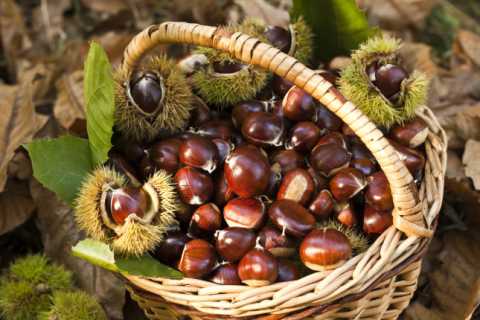 Cassano, escursione guidata gratuita per raccogliere le castagne con Trekking Murgia
