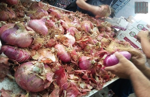 Acquaviva, alla scoperta della cipolla rossa: «Inconfondibile, solo lei è così dolce»