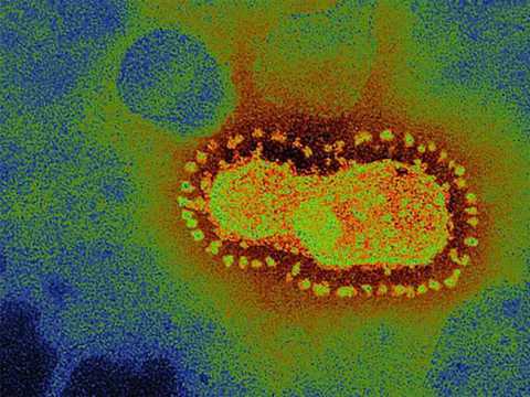 Coronavirus, in Puglia 4 nuovi casi: positivo lo 0,15% dei tamponi