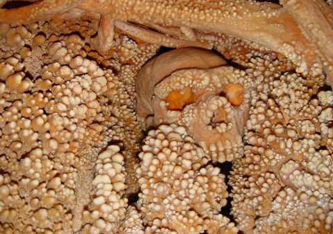 Altamura, al Museo Archeologico ''Il Primo Uomo'': laboratori, musica e un concorso per il trentennale della scoperta dell'antico scheletro