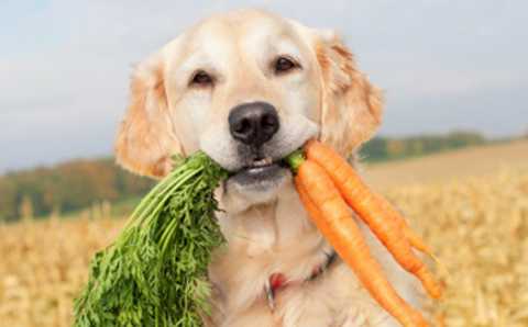 I vegetariani che vietano la carne a cani e gatti. Si prendessero un coniglio