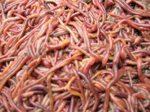 Ad Altamura i lombrichi ''ecologici'': c' chi li usa per depurare l'acqua