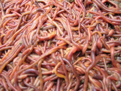 Ad Altamura i lombrichi ''ecologici'': c'� chi li usa per depurare l'acqua
