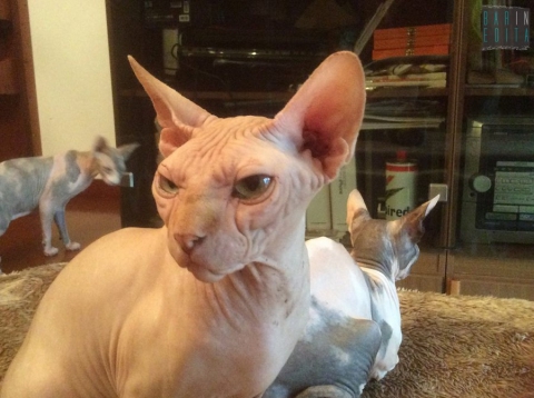 Gli sphynx, i ''gatti nudi'': �Sono senza pelo e hanno bisogno di molte cure�