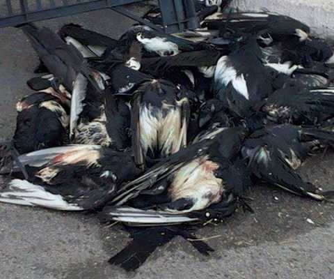 Santo Spirito, muoiono gazze: decine di carcasse per strada. Foto