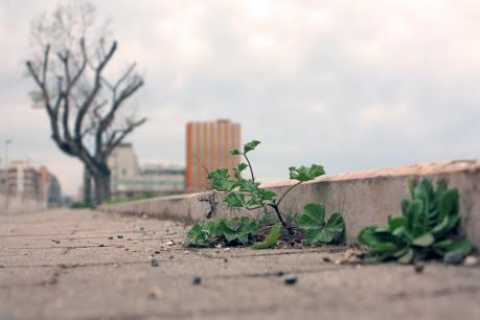 Bari, 