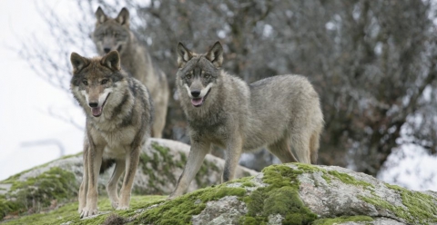 Alta Murgia, allevatori in difesa dei lupi: �Servono a difenderci dai devastanti cinghiali�