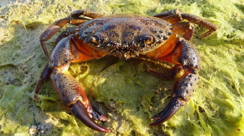 Citt� che vai, nomi di pesci che trovi. Ma la "pelosa" come si chiama in italiano?