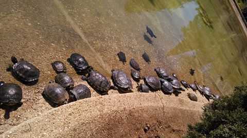 Parco 2 Giugno: Nel lago tartarughe abbandonate diventano cannibali