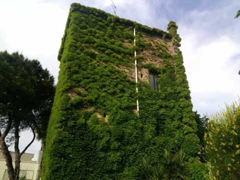 Alla ricerca degli edifici coperti da rampicanti: i casi di Palese e Grumo