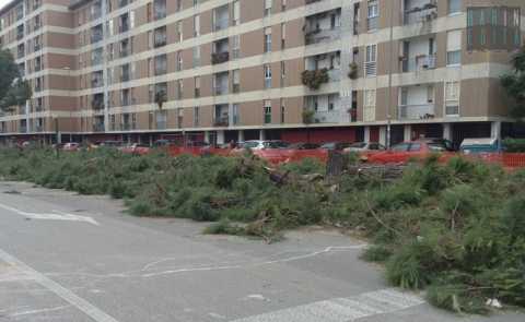 Bari, strage di pini in via Caldarola: «Abbattuti per realizzare una rotatoria»