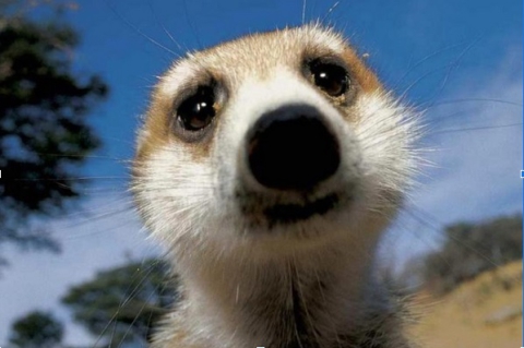 Quanto costa un suricato domestico?