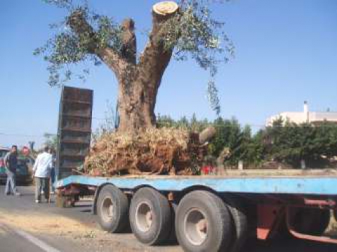 Legge ''taglia ulivo'': giornata di mobilitazione. Mail a Michelle Obama