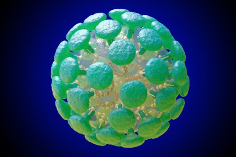 Coronavirus, in Puglia 42 nuovi casi: salgono a 478 i contagiati (10 residenti in altre regioni)