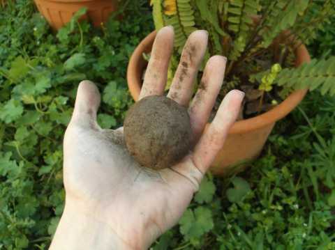 Casamassima, ''bombe'' di semi sui terreni incolti:  il guerriglia gardening