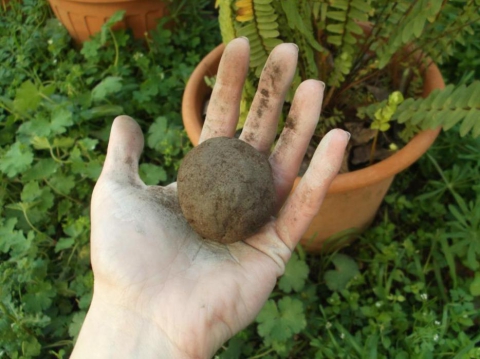 Casamassima, ''bombe'' di semi sui terreni incolti: è il guerriglia gardening