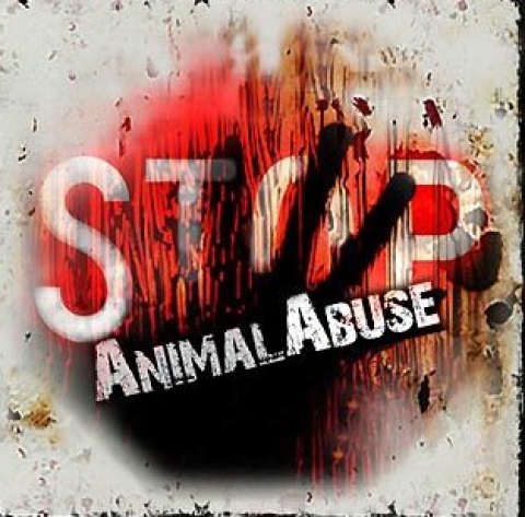 La zooerastia: c'è chi fa sesso con gli animali. Una petizione per vietarla