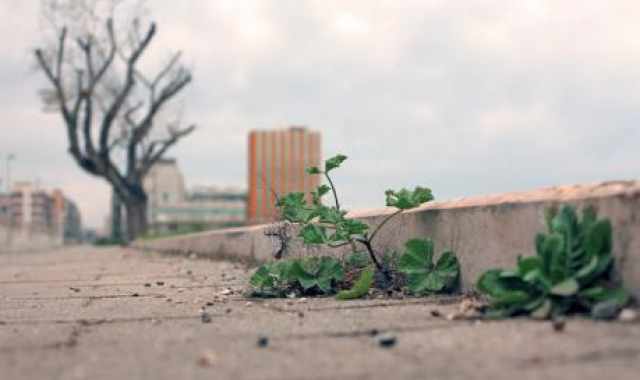 Bari, 