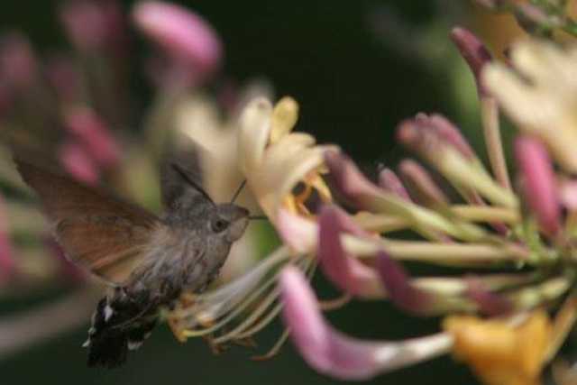 Lama Balice, il biowatching degli insetti: �Nel parco pi� di cento specie�