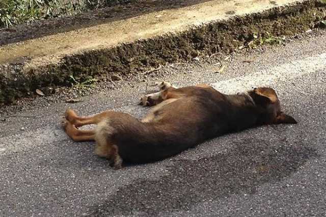 Un animale ferito per strada? A Bari nessuno potr� soccorrerlo