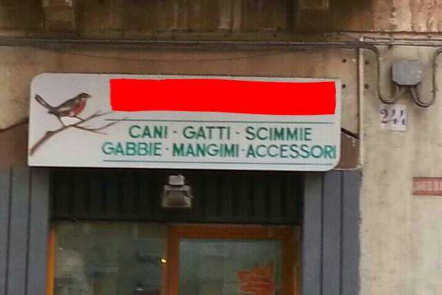 Bari, in via Dante c'� un negozio che vende scimmie: ma � illegale
