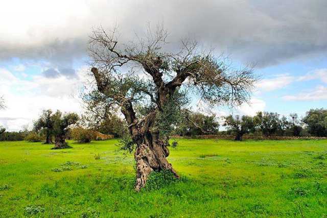 Gli ulivi colpiti da un batterio californiano: � giallo in Salento