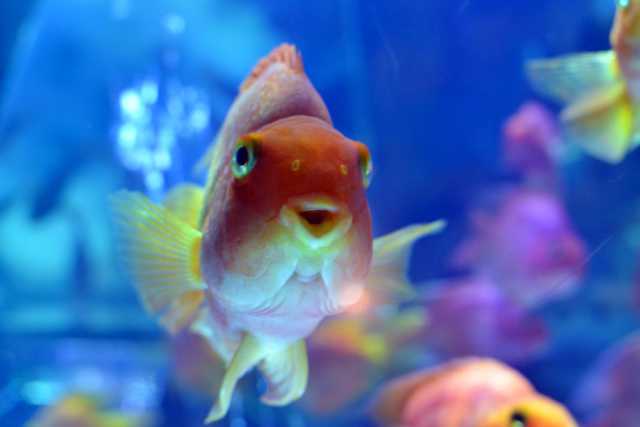 Sano come un pesce? Macch�, loro si ammalano e c'� pure chi li cura