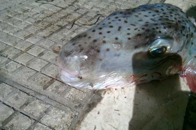 Catturato anche a Bari il pesce palla maculato: attenzione, � velenoso