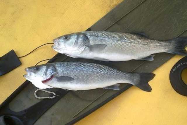 Si rompe la vasca di un allevamento di pesce: tonnellate di spigole in mare