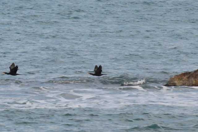 Bari, sul lungomare ospiti inediti e portafortuna: i cormorani