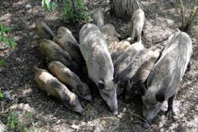 Parco dell'Alta Murgia, troppi cinghiali: �Si va verso l�abbattimento selettivo�