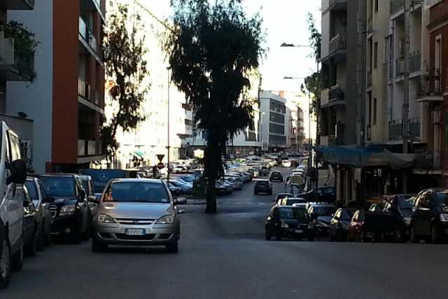 L'eucalipto che divide via Di Tullio: �Un simbolo, ma crea troppi disagi� 
