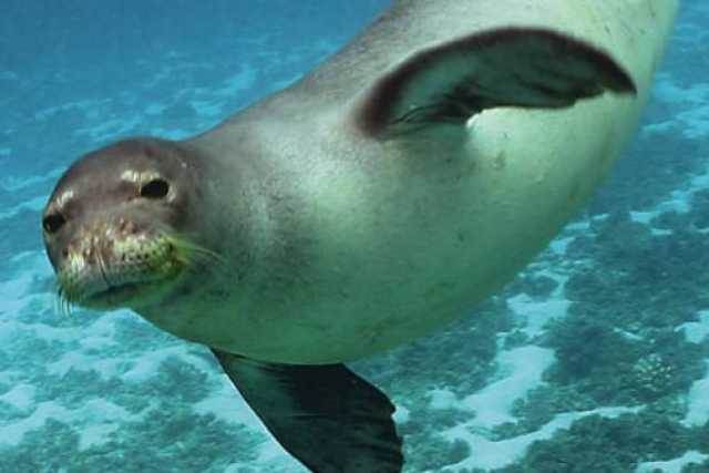 Salento, dopo 30 anni avvistata una foca monaca: �Rischia l'estinzione�