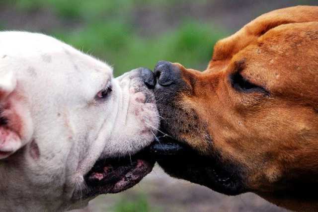 Animali e accoppiamento, ma esiste l'omosessualit� tra i cani?  